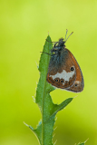 Tweekleurig-hooibeestje-Pearly heath-Weißbindige Wiesenvögelchen-Coenonympha arcania Hungary