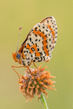 Tweekleurige-Parelmoervlinder-Spotted-Fritillary-Rote Scheckenfalter-Melitaea-didyma Hungary