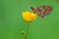 Tweekleurige-Parelmoervlinder-Spotted-Fritillary-Rote Scheckenfalter-Melitaea-didyma Hungary