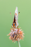 Tweekleurige-Parelmoervlinder-Spotted-Fritillary-Rote Scheckenfalter-Melitaea-didyma Hungary