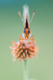 Tweekleurige-Parelmoervlinder-Spotted-Fritillary-Rote Scheckenfalter-Melitaea-didyma Hungary