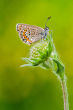 Vals heideblauwtje-Plebejus idas-Idas-Bläuling-Plebejus idas Hungary