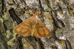 Veelvraat-Fox moth-Brombeerspinner -Macrothylacia rubi Hungary