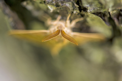 Veelvraat-Fox moth-Brombeerspinner -Macrothylacia rubi Hungary