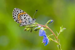 Vetkruidblauwtje-Chequered blue butterfly-Fetthennen-Bläuling-Scolitantides orion Hungary