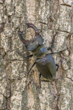 Vliegend hert-Stag beetle- Hirschkäfer-Lucanus cervus Hungary