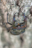 Vliegend hert-Stag beetle- Hirschkäfer-Lucanus cervus Hungary