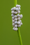 Vlinder-eitjes-Butterfly eggs-Schmetterlingseier Hungary