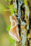 Vuursteenvlinder-Buff arches-Achat-Eulenspinner-Habrosyne pyritoides Hungary
