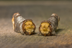 Wapendrager-Buff-tip-Mondvogel-Phalera-bucephala Hungary