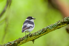 Withalsvliegenvanger-Collared flycatcher-Halsbandschnäpper-Ficedula albicollis Hungary