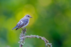Withalsvliegenvanger-Collared flycatcher-Halsbandschnäpper-Ficedula albicollis Hungary