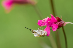 Wolzwever-Large bee fly-Wollschweber-Bombylius major Hungary