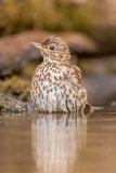 Zanglijster-Song thrush-Singdrossel-Turdus-philomelos Hungary