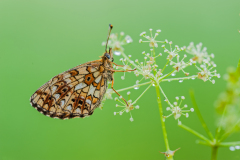 Zilveren maan-Small pearl-bordered fritillary-Braunfleckige Perlmuttfalter-Boloria-selene Hungary