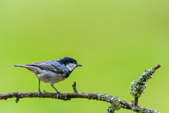 Zwarte mees-Coal tit-Tannenmeise-Parus-ater Hungary