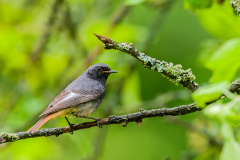 Zwarte-Roodstaart-Black-Redstart-Hausrotschwanz-Phoenicurus-ochruros Hungary