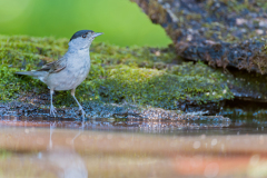 Zwartkop-Blackcap-Mönchsgrasmücke-Sylvia-atricapilla Hungary