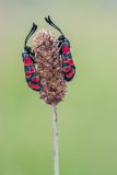 Zygaena carniolica-Crepuscular burnet-Esparsetten-Widderchen