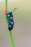 Zygaena-ephialtes-Veränderliche Rotwidderchen Hungary
