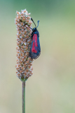 Zygaena-purpuralis-Transparent burnet-Thymian-Widderchen