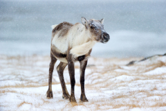 Rendier-Reindeer-Rentier-Rangifer tarandus-IJsland-Iceland-Island