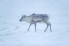 Rendier-Reindeer-Rentier-Rangifer tarandus-IJsland-Iceland-Island