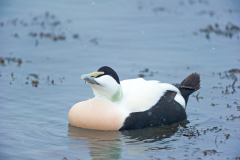 Eidereend-Common eider-Eiderente-Somateria mollissima-IJsland-Iceland-Island