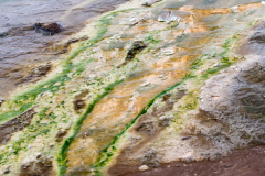 Geysir-heet water met algen-hot water stream with Algae-Heißwasserstrom mit Algen-IJsland-Iceland-Island