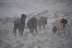 IJslanders in sneeuwstorm-Icelandic horses in snow storm-Islandpferde im Schneesturm-IJsland-Iceland-Island