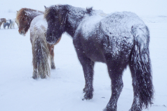 IJslanders in sneeuwstorm-Icelandic horses in snow storm-Islandpferde im Schneesturm-IJsland-Iceland-Island