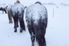 IJslanders in sneeuwstorm-Icelandic horses in snow storm-Islandpferde im Schneesturm-IJsland-Iceland-Island