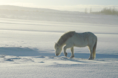 IJslander-Icelandic horse-Islandpferd-IJsland-Iceland-Island
