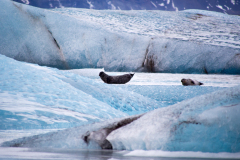Jokulsarlon met zeehonden-Earless seals-Hundsrobben-Phocidae-IJsland-Iceland-Island