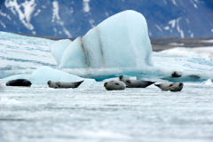 Jokulsarlon met zeehonden-Earless seals-Hundsrobben-Phocidae-IJsland-Iceland-Island