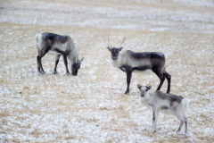 Rendier-Reindeer-Rentier-Rangifer tarandus-IJsland-Iceland-Island