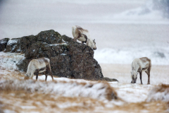 Rendier-Reindeer-Rentier-Rangifer tarandus-IJsland-Iceland-Island