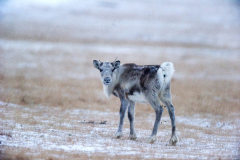 Rendier-Reindeer-Rentier-Rangifer tarandus-IJsland-Iceland-Island
