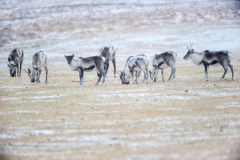 Rendier-Reindeer-Rentier-Rangifer tarandus-IJsland-Iceland-Island