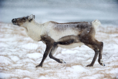 Rendier-Reindeer-Rentier-Rangifer tarandus-IJsland-Iceland-Island