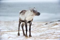 Rendier-Reindeer-Rentier-Rangifer tarandus-IJsland-Iceland-Island
