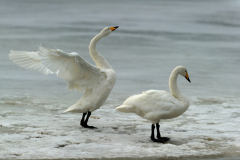 Wilde zwaan-Whooper swan-Singschwan-Cygnus Cygnus-IJsland-Iceland-Island