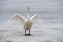 Wilde zwaan-Whooper swan-Singschwan-Cygnus Cygnus-IJsland-Iceland-Island