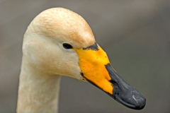 Wilde zwaan-Whooper swan-Singschwan-Cygnus Cygnus-IJsland-Iceland-Island