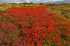 Kruipwilg - Salix rosmarinifolia - Kriech-Weide - Salix repens - IJsland-Iceland-Island