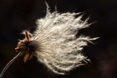 Achtster-Mounten avens-Weiße silberwurze-Dryas octopetala-IJsland-Iceland-Island