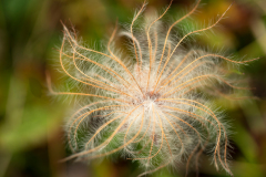 Achtster-Mounten avens-Weiße silberwurze-Dryas octopetala-IJsland-Iceland-Island