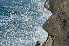 Arnarstapi-Kuifaalscholver-Shag-Kranenscharbe-Phalacrocorax-aristotelis-IJsland-Iceland-Island