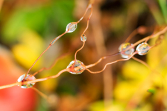 Druppels op gras - Drops on grass - Tropfen auf Gras-IJsland-Iceland-Island