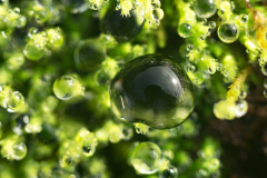 Druppels op mos - Drops on moss - Tropfen auf moos-IJsland-Iceland-Island